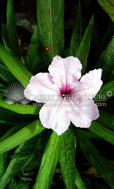 Ruellia pink (Flower)